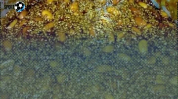 طريقة استخدام المفتقة لتعزيز زيادة الوزن بسرعة